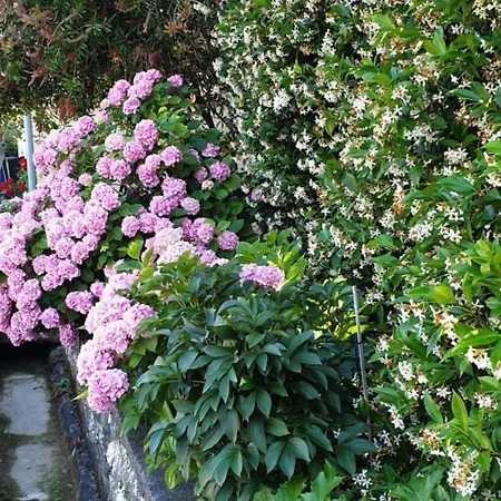 アパート Ivanovski ラブ