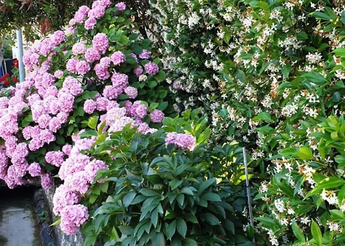 Apartment Ivanovski Rab Town